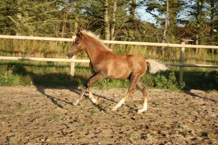 New Forest Calandias Eyecatcher  billede 20