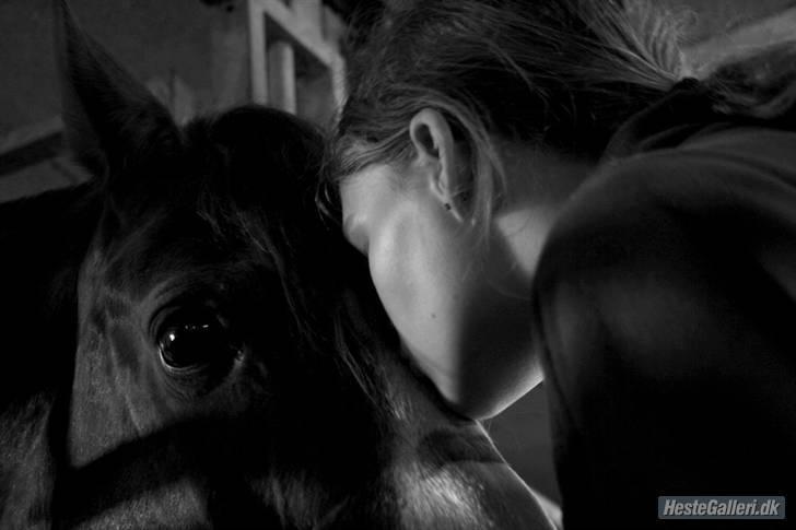 Pinto Boogie - Elsker dig min lille hest!! (Foto:LP-foto)  billede 2