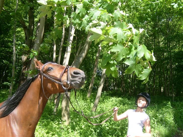 Arabisk fuldblod (OX) Gevinst.. Gammel part - Mad! billede 4