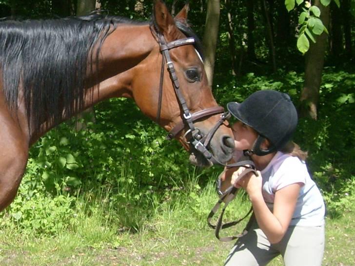 Arabisk fuldblod (OX) Gevinst.. Gammel part - <3 <3 <3 billede 5