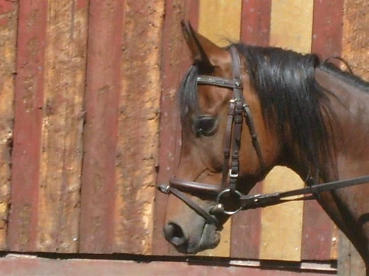Arabisk fuldblod (OX) Gevinst.. Gammel part - What the ...?? billede 7