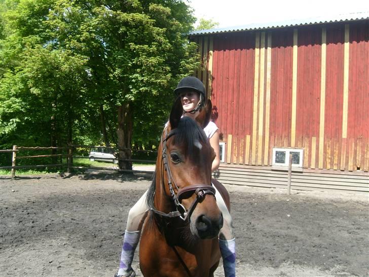 Arabisk fuldblod (OX) Gevinst.. Gammel part billede 11