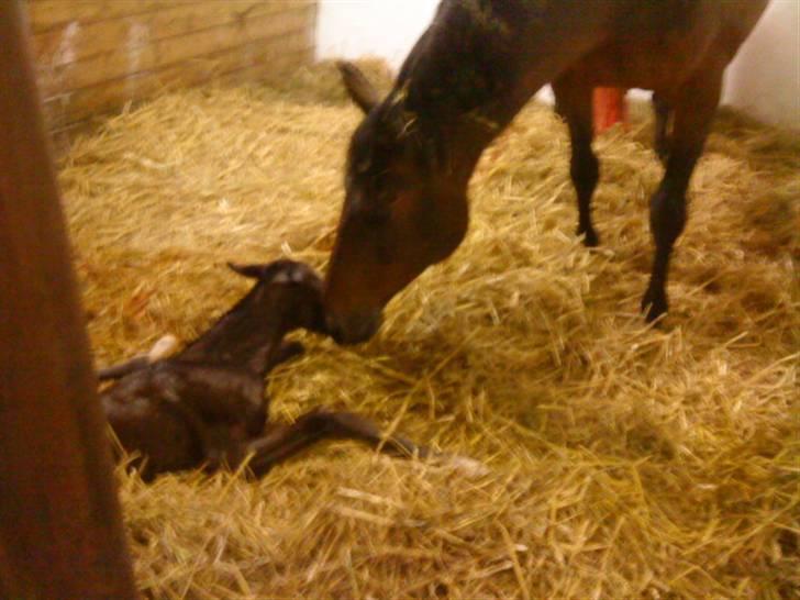 Dansk Varmblod Østergårdens Gabriella - Mor og datter life efter fødslen, dejligt syn! billede 1