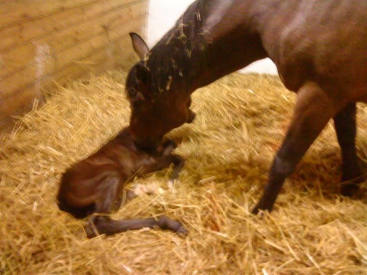 Dansk Varmblod Østergårdens Gabriella - Mor og datter life efter fødslen, dejligt syn! billede 2