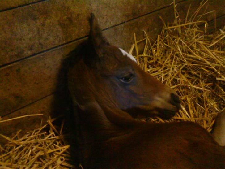 Dansk Varmblod Østergårdens Gabriella - her er den lille spirervip knap et halv døgn gammelt billede 3