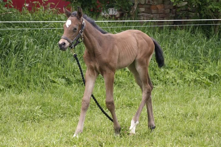 Dansk Varmblod Østergårdens Gabriella - Her har vi hende, 5 dage gammel billede 4