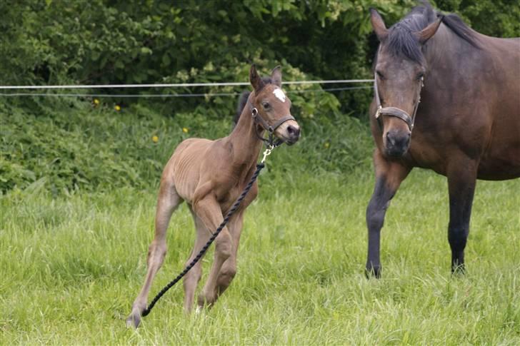 Dansk Varmblod Østergårdens Gabriella - jeg tager lige en løbe tur mor! billede 5