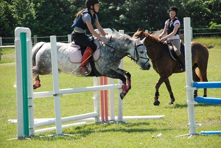 Welsh Pony (sec B) Gipsy | solgt | - Hej, Tag gerne et kig i min profil husk nu og lig en kommentar + en bedømmelse ikke? foto : pernille billede 1