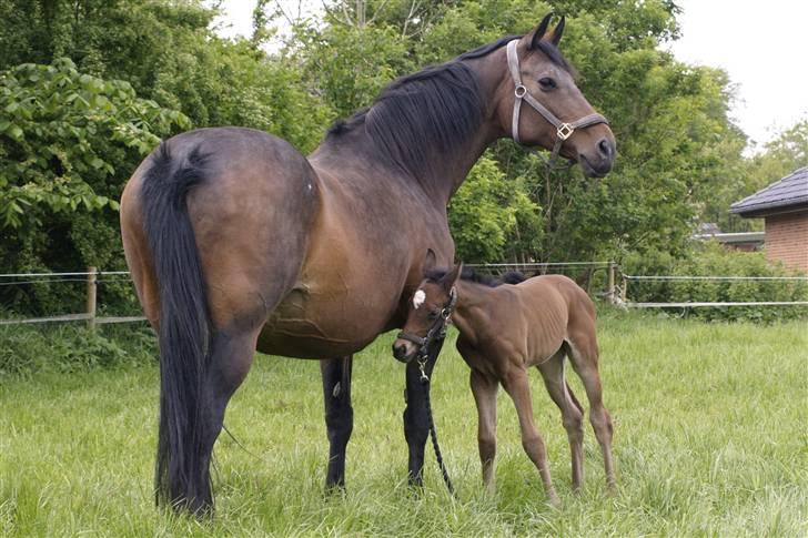 Dansk Varmblod Østergårdens Gabriella - Gabriella ved godt hvor hun hører hjemme... hos MOAR! billede 6
