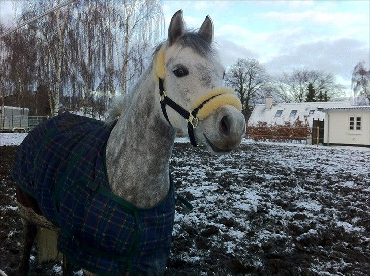 Welsh Pony (sec B) Gipsy | solgt | - sidste dag med min prinsesse <3 foto mor billede 2