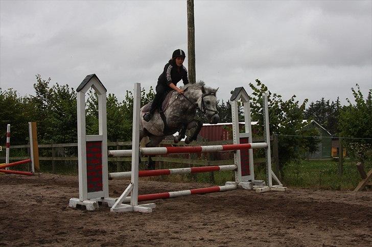 Welsh Pony (sec B) Gipsy | solgt | - højdespring. 90 cm, kom dog op på 100 cm, og vandt en 2 plads :-) foto : LS billede 3