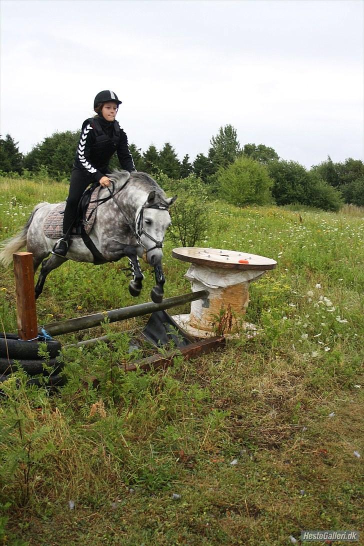 Welsh Pony (sec B) Gipsy | solgt | - terræn hun elskede det.:) foto : stine graff.:-) billede 4