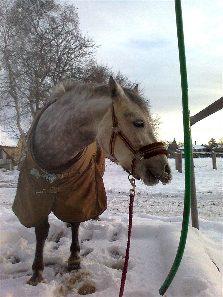 Welsh Pony (sec B) Gipsy | solgt | - vinteren 2010.:-) foto : mig.:-) billede 5