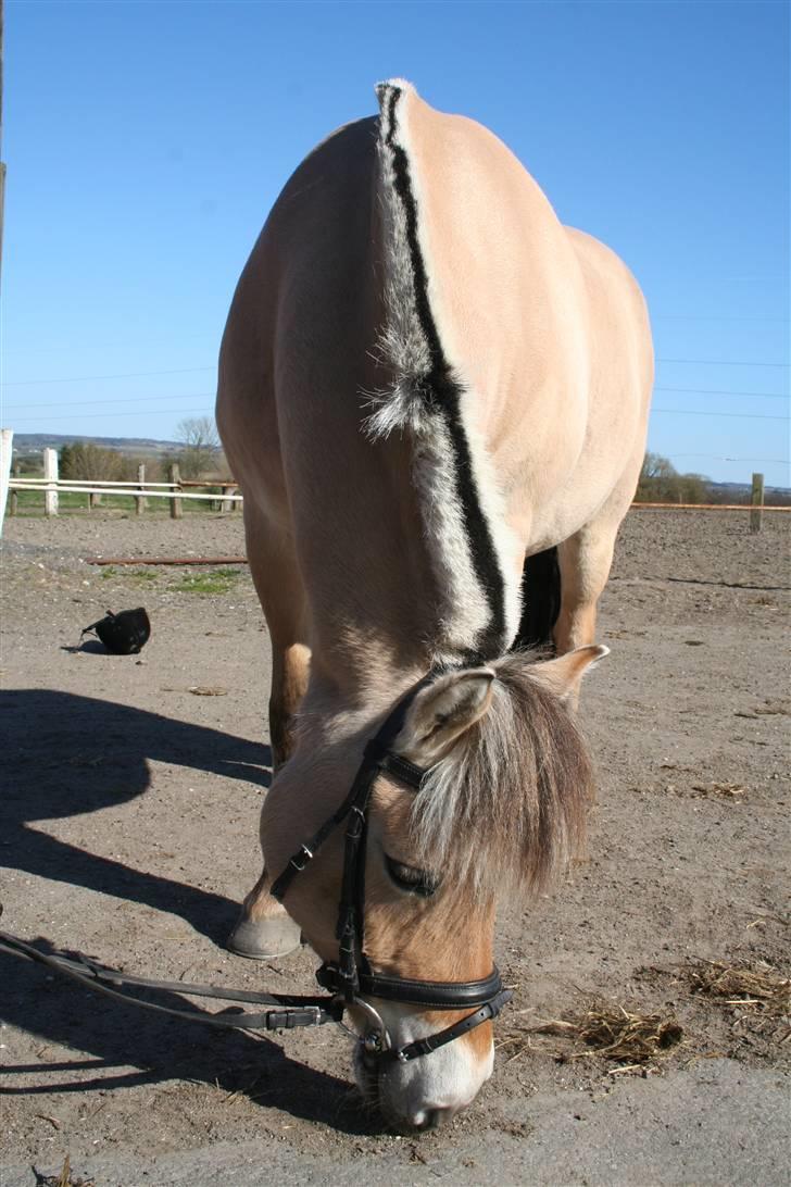 Fjordhest aika romeo(part)... billede 15