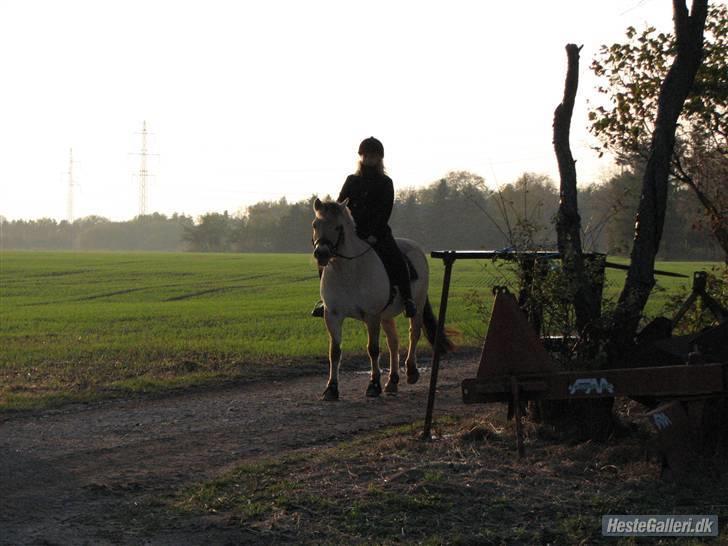 Fjordhest aika romeo(part)... - nu kommer vi (; billede 16