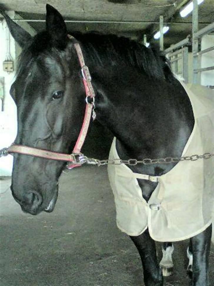 Oldenborg Mira *gammel part* - Men så kan man altid prøve og charme sig lidt :-) billede 2