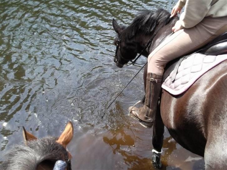 Oldenborg Mira *gammel part* - Plaske med mulen billede 5