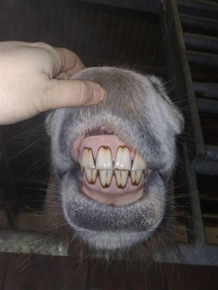 Fjordhest aika romeo(part)... billede 17