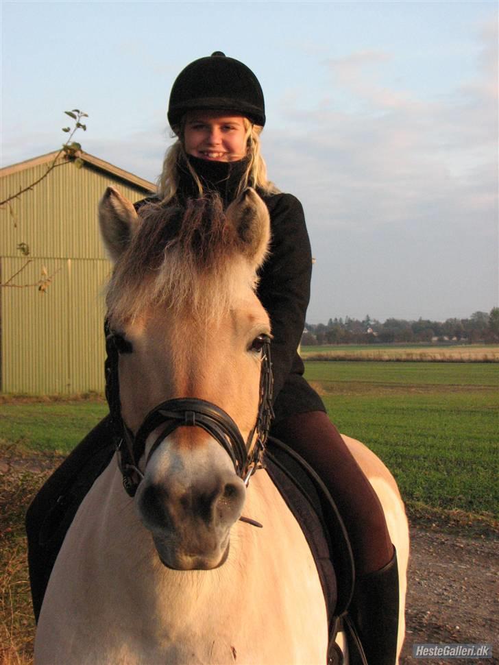 Fjordhest aika romeo(part)... - Kig ikke på mig...Men på den smukke aika q; billede 18