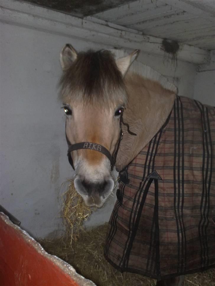 Fjordhest aika romeo(part)... billede 19