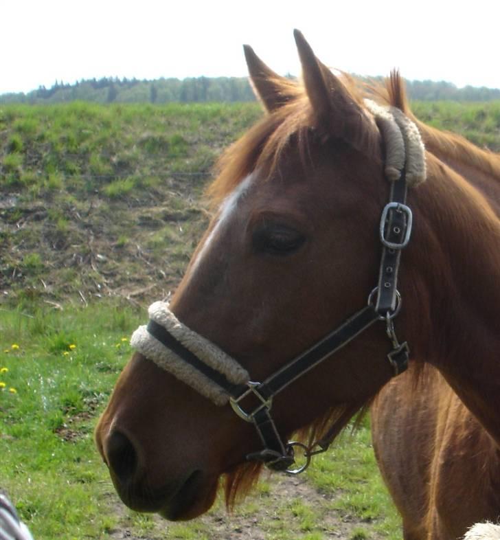 Traver Kind of magic billede 7