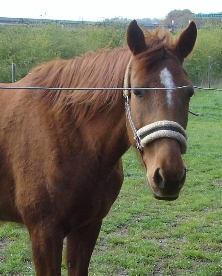 Traver Kind of magic billede 11