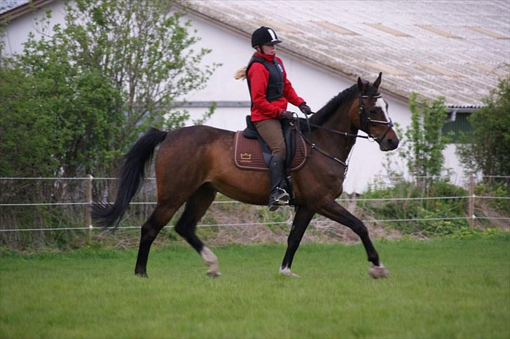 Dansk Varmblod Sundgårdens Rebell † - Til springtræning på FKR <3 Foto: Freja<3 billede 5