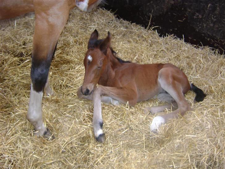 Anden særlig race Plains Miss mabell billede 1
