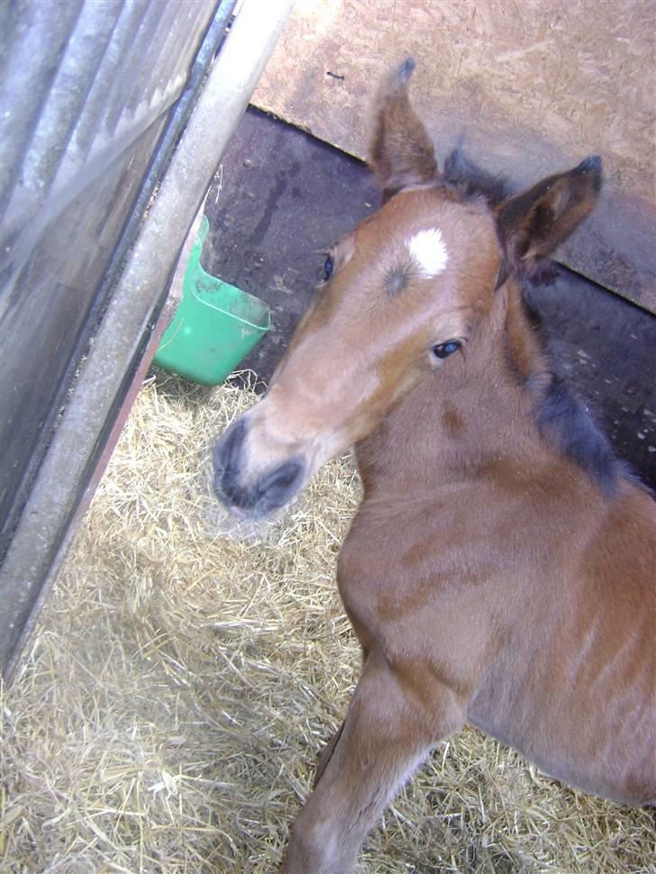 Anden særlig race Plains Miss mabell billede 2