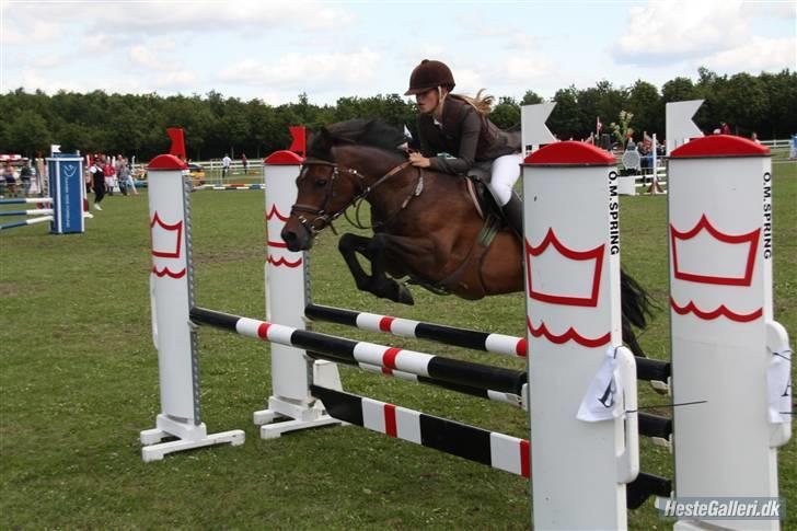 Anden særlig race Kissba - Copenhagen Horse show 2009 ;b  billede 14