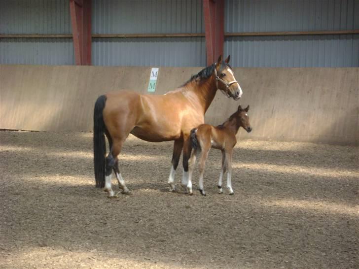 Anden særlig race Plains Miss mabell billede 3