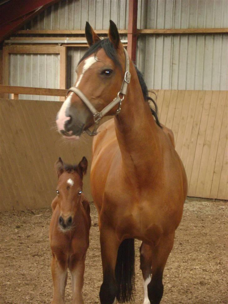 Anden særlig race Plains Miss mabell billede 4