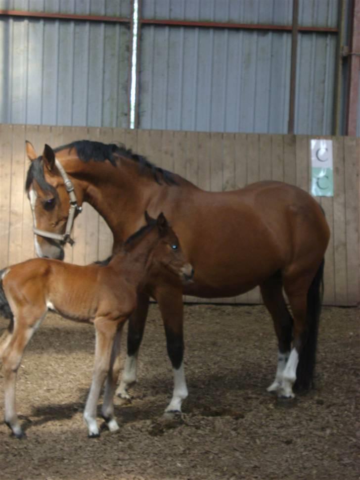 Anden særlig race Plains Miss mabell billede 5