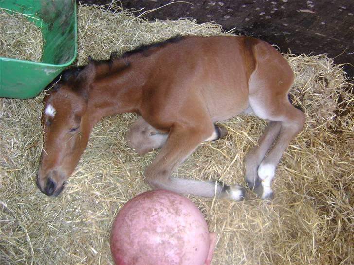 Anden særlig race Plains Miss mabell billede 6