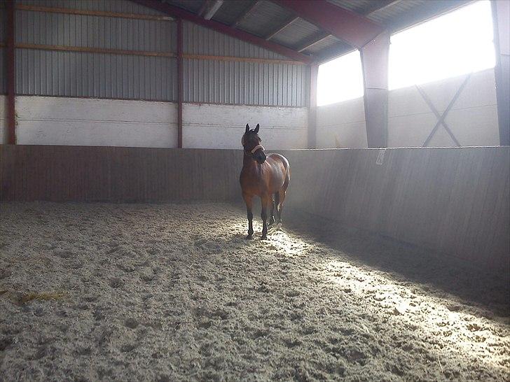 Anden særlig race Nikita   *TUTTE*   >>VBH<< - 16/ Løsspring i ridehallen hos Horse Travel. (Foto: Mig) billede 16