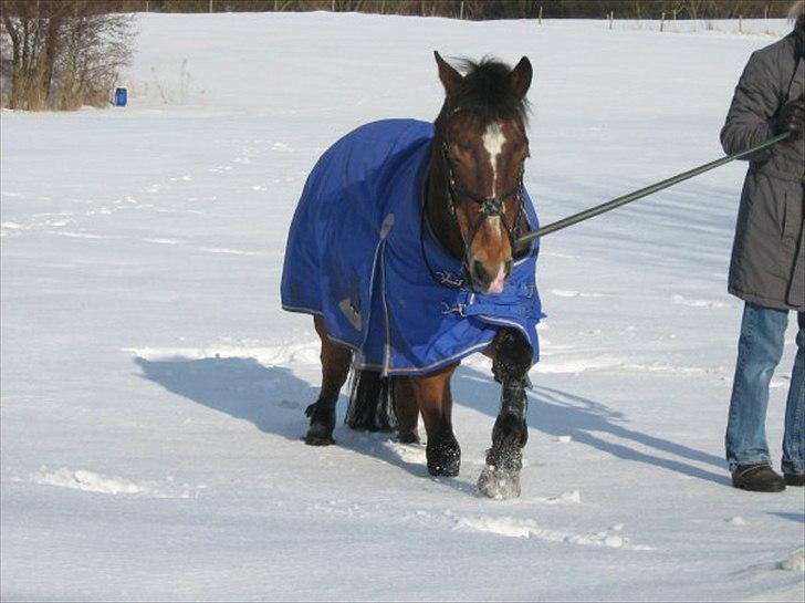 Anden særlig race Kasmir billede 9