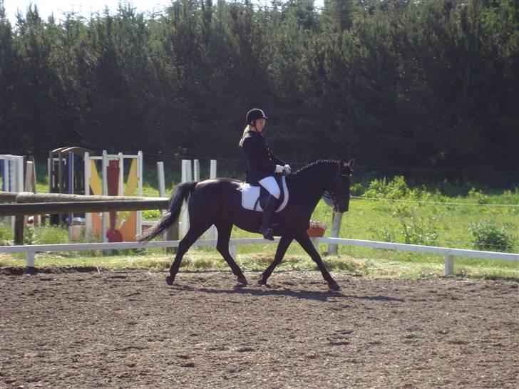 Anden særlig race Chico*Solgt* - Chico og mig til stævne i KRT trav Lc2 1 plads :) billede 11