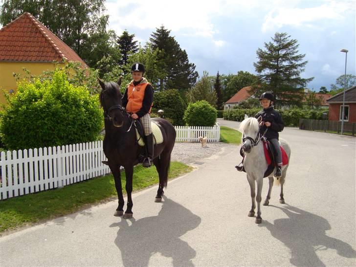 Anden særlig race Chico*Solgt* - Mig og Pernille - Chico og Shadow på tur billede 16