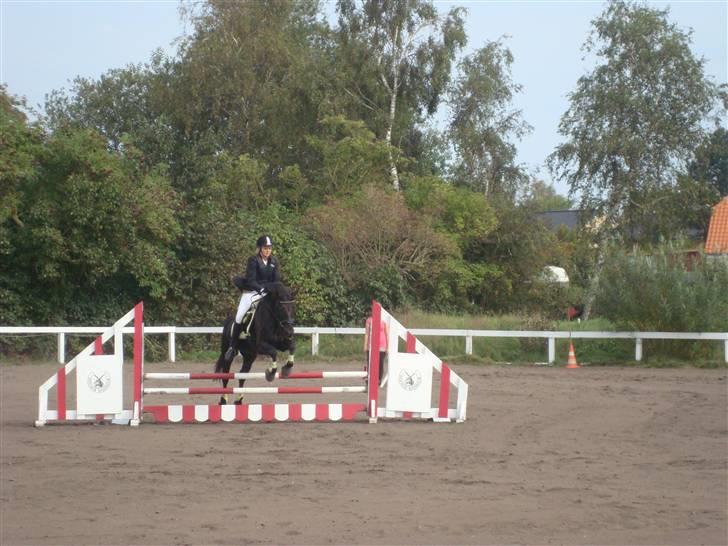 Anden særlig race Chico*Solgt* - Chico og mig - spring stævne i dolmer LD - 3 plads billede 17