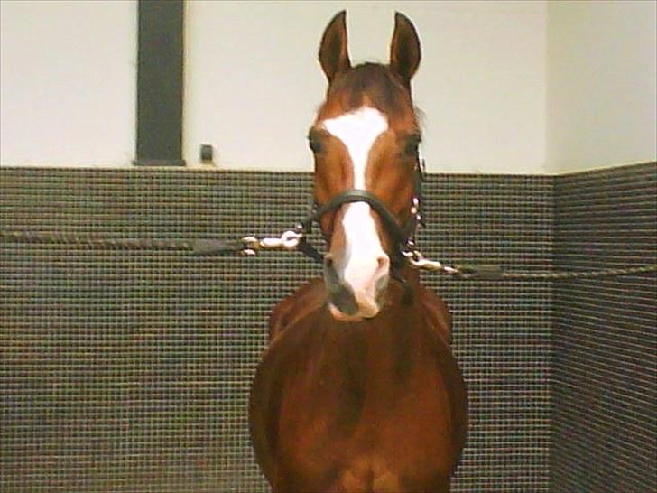 Anden særlig race **Flux<3** solgt:´( - MIN dejlige pony " FLUX" billede 1