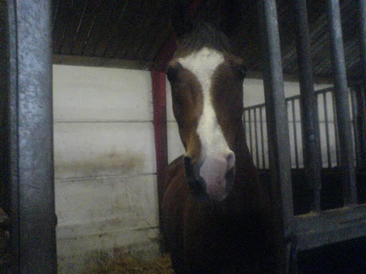 Anden særlig race **Flux<3** solgt:´( - Fluxe-drengen<3 billede 4