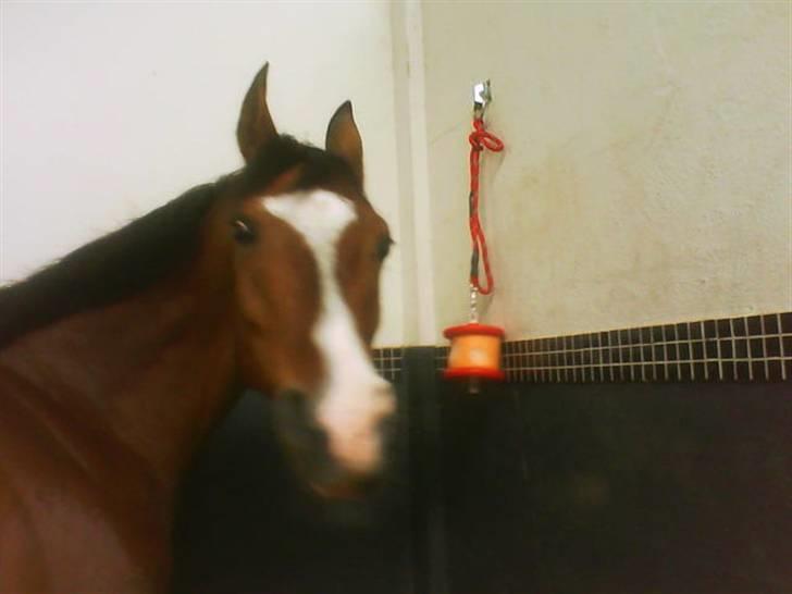 Anden særlig race **Flux<3** solgt:´( - Flux har lige fået en slikkesten i fødselsdagsgave (15 år) billede 5