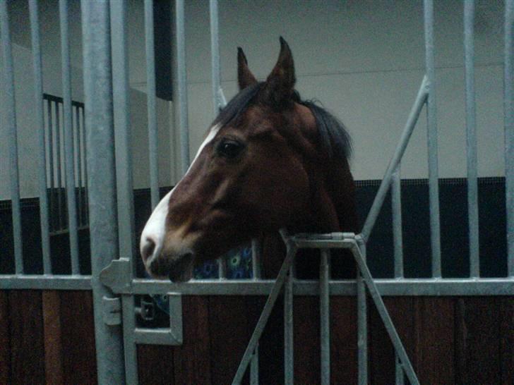 Anden særlig race **Flux<3** solgt:´( - meget nysgerri pony! billede 6
