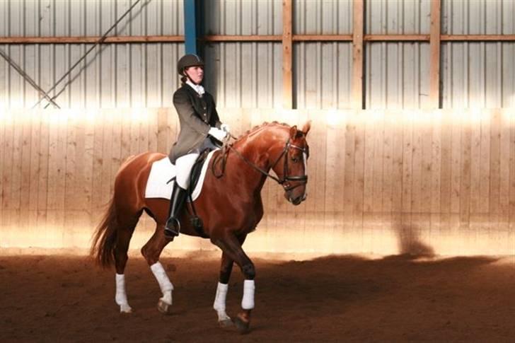 Dansk Varmblod Camelot Scarlet *SOLGT* billede 2