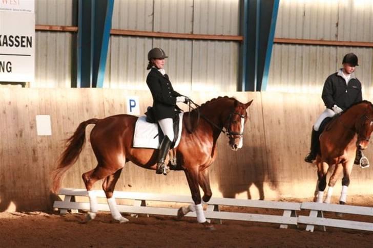 Dansk Varmblod Camelot Scarlet *SOLGT* billede 3