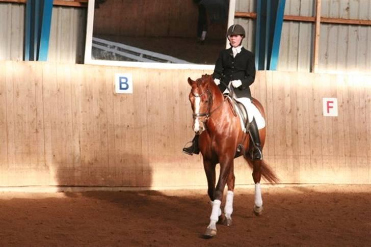 Dansk Varmblod Camelot Scarlet *SOLGT* billede 4