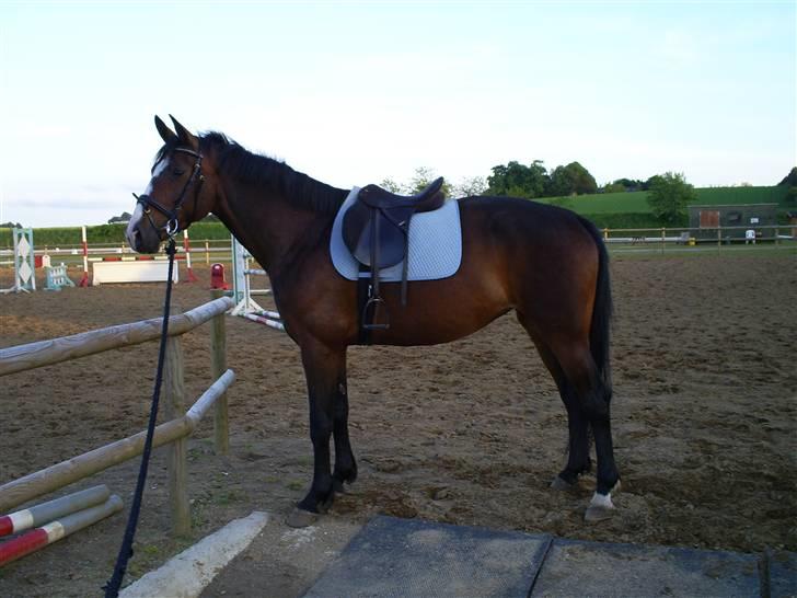 Anden særlig race My Ace *solgt* - Ved vandgraven på VBR billede 16