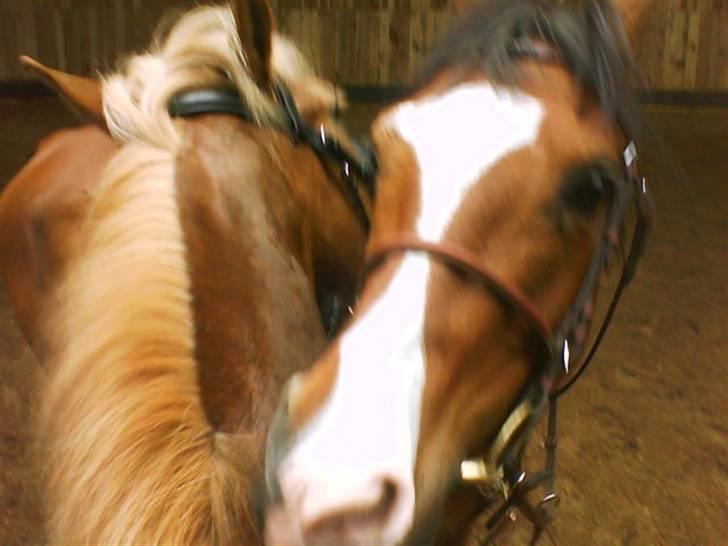 Anden særlig race **Flux<3** solgt:´( - Fluxen & Amy nusser :-* billede 9