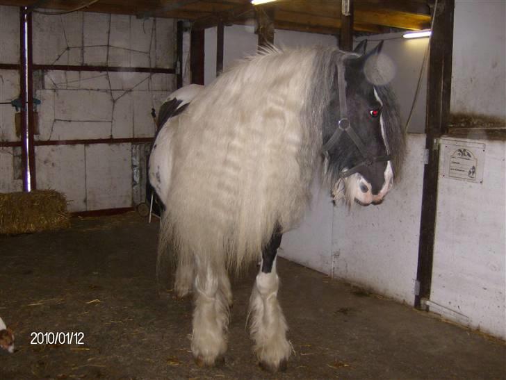 Irish Cob Bakkegårdens Shakira billede 10