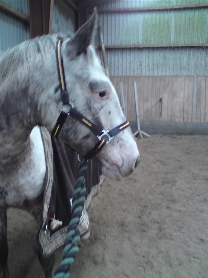 Appaloosa Corine billede 19